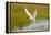 Arctic Tern Fishing, Longyearbyen, Spitsbergen, Svalbard, Norway-Steve Kazlowski-Framed Premier Image Canvas