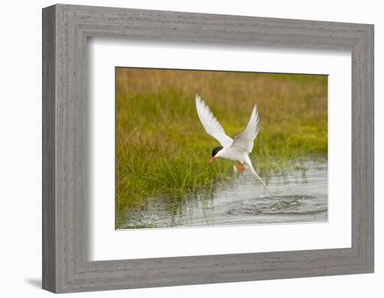 Arctic Tern Fishing, Longyearbyen, Spitsbergen, Svalbard, Norway-Steve Kazlowski-Framed Photographic Print