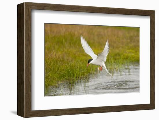 Arctic Tern Fishing, Longyearbyen, Spitsbergen, Svalbard, Norway-Steve Kazlowski-Framed Photographic Print