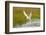 Arctic Tern Fishing, Longyearbyen, Spitsbergen, Svalbard, Norway-Steve Kazlowski-Framed Photographic Print