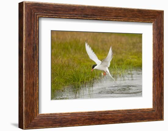 Arctic Tern Fishing, Longyearbyen, Spitsbergen, Svalbard, Norway-Steve Kazlowski-Framed Photographic Print