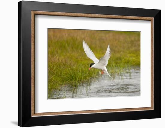 Arctic Tern Fishing, Longyearbyen, Spitsbergen, Svalbard, Norway-Steve Kazlowski-Framed Photographic Print