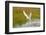 Arctic Tern Fishing, Longyearbyen, Spitsbergen, Svalbard, Norway-Steve Kazlowski-Framed Photographic Print