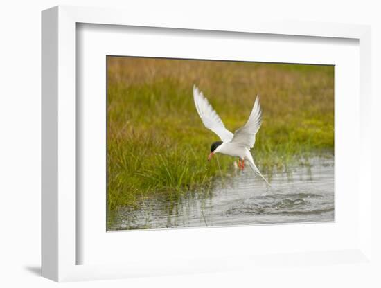 Arctic Tern Fishing, Longyearbyen, Spitsbergen, Svalbard, Norway-Steve Kazlowski-Framed Photographic Print