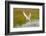 Arctic Tern Fishing, Longyearbyen, Spitsbergen, Svalbard, Norway-Steve Kazlowski-Framed Photographic Print