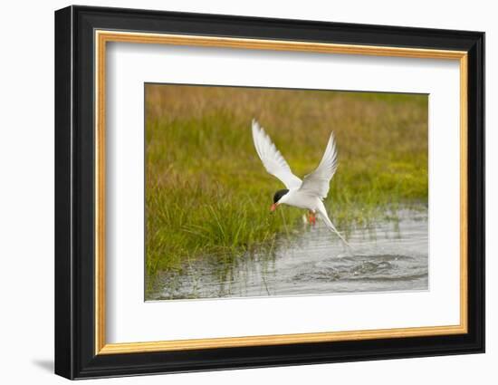 Arctic Tern Fishing, Longyearbyen, Spitsbergen, Svalbard, Norway-Steve Kazlowski-Framed Photographic Print