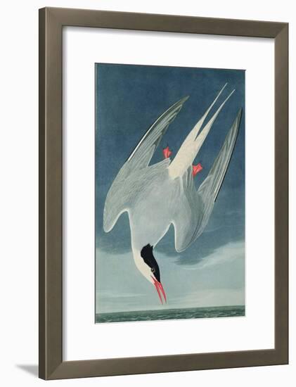 Arctic Tern, from 'Birds of America', Engraved by Robert Havell (1793-1878) Published 1835-John James Audubon-Framed Giclee Print