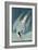 Arctic Tern, from 'Birds of America', Engraved by Robert Havell (1793-1878) Published 1835-John James Audubon-Framed Giclee Print