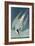 Arctic Tern, from 'Birds of America', Engraved by Robert Havell (1793-1878) Published 1835-John James Audubon-Framed Giclee Print