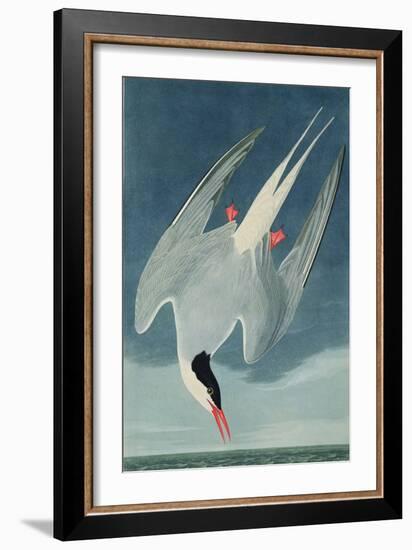 Arctic Tern, from 'Birds of America', Engraved by Robert Havell (1793-1878) Published 1835-John James Audubon-Framed Giclee Print