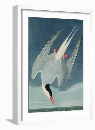 Arctic Tern, from 'Birds of America', Engraved by Robert Havell (1793-1878) Published 1835-John James Audubon-Framed Giclee Print