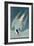 Arctic Tern, from 'Birds of America', Engraved by Robert Havell (1793-1878) Published 1835-John James Audubon-Framed Giclee Print