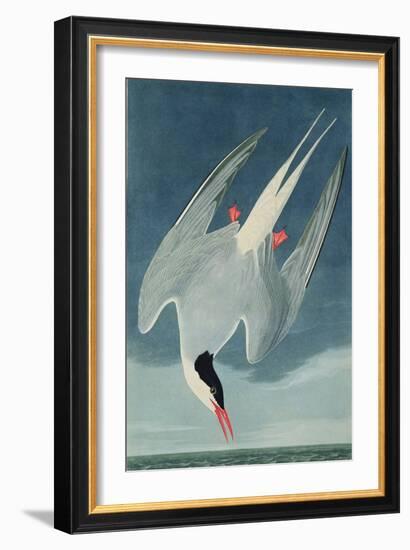 Arctic Tern, from 'Birds of America', Engraved by Robert Havell (1793-1878) Published 1835-John James Audubon-Framed Giclee Print