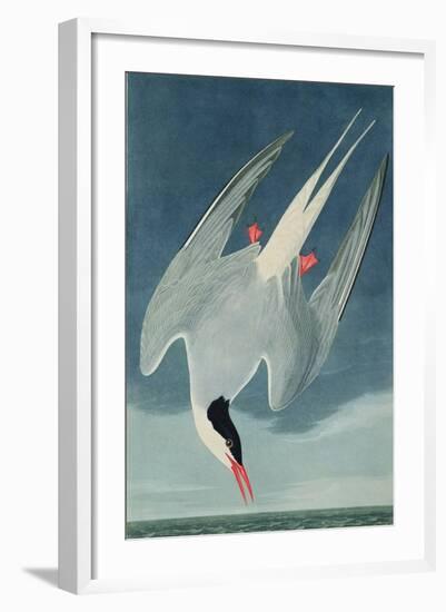 Arctic Tern, from 'Birds of America', Engraved by Robert Havell (1793-1878) Published 1835-John James Audubon-Framed Giclee Print