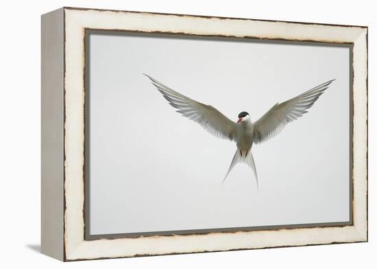 Arctic Tern Hovering in Flight-Arthur Morris-Framed Premier Image Canvas