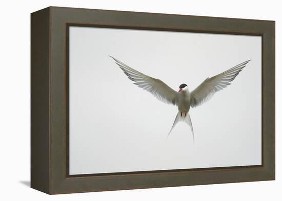 Arctic Tern Hovering in Flight-Arthur Morris-Framed Premier Image Canvas