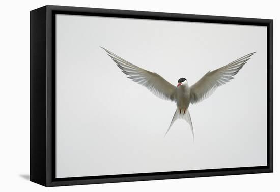 Arctic Tern Hovering in Flight-Arthur Morris-Framed Premier Image Canvas