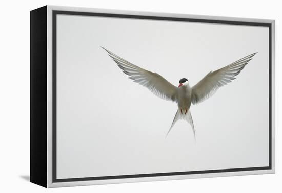 Arctic Tern Hovering in Flight-Arthur Morris-Framed Premier Image Canvas