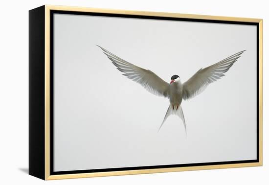 Arctic Tern Hovering in Flight-Arthur Morris-Framed Premier Image Canvas