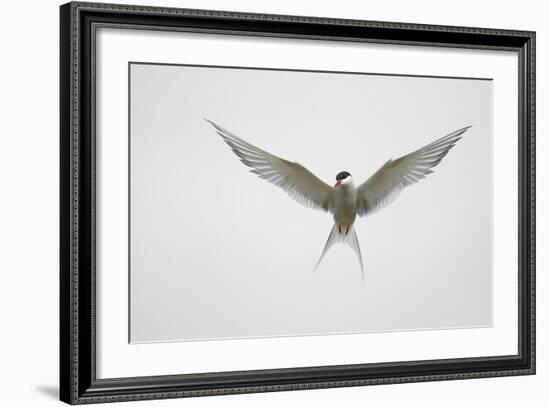 Arctic Tern Hovering in Flight-Arthur Morris-Framed Photographic Print