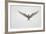 Arctic Tern Hovering in Flight-Arthur Morris-Framed Photographic Print