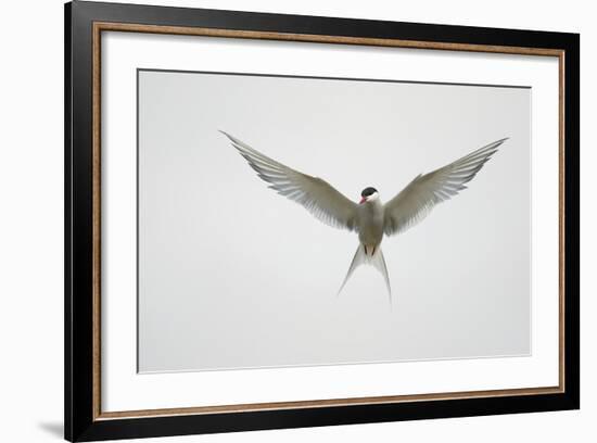 Arctic Tern Hovering in Flight-Arthur Morris-Framed Photographic Print