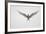 Arctic Tern Hovering in Flight-Arthur Morris-Framed Photographic Print