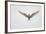 Arctic Tern Hovering in Flight-Arthur Morris-Framed Photographic Print