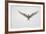 Arctic Tern Hovering in Flight-Arthur Morris-Framed Photographic Print