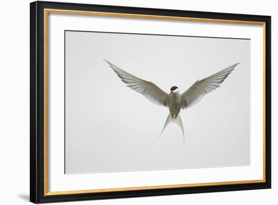 Arctic Tern Hovering in Flight-Arthur Morris-Framed Photographic Print