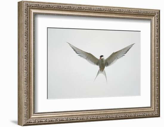 Arctic Tern Hovering in Flight-Arthur Morris-Framed Photographic Print