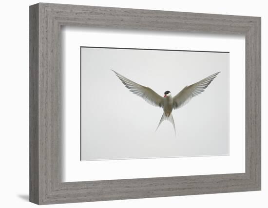 Arctic Tern Hovering in Flight-Arthur Morris-Framed Photographic Print