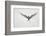 Arctic Tern Hovering in Flight-Arthur Morris-Framed Photographic Print