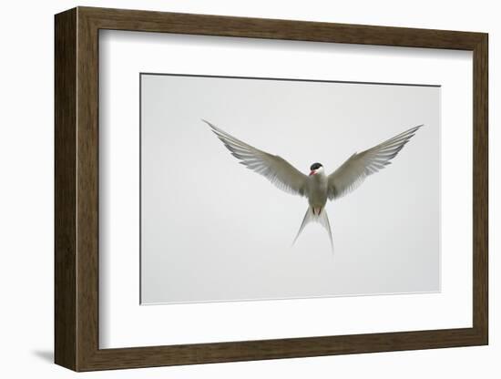 Arctic Tern Hovering in Flight-Arthur Morris-Framed Photographic Print