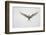 Arctic Tern Hovering in Flight-Arthur Morris-Framed Photographic Print