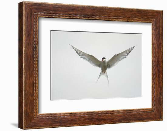 Arctic Tern Hovering in Flight-Arthur Morris-Framed Photographic Print