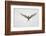 Arctic Tern Hovering in Flight-Arthur Morris-Framed Photographic Print