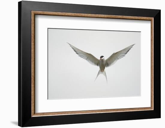 Arctic Tern Hovering in Flight-Arthur Morris-Framed Photographic Print