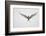 Arctic Tern Hovering in Flight-Arthur Morris-Framed Photographic Print