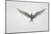 Arctic Tern Hovering in Flight-Arthur Morris-Mounted Photographic Print