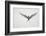 Arctic Tern Hovering in Flight-Arthur Morris-Framed Photographic Print