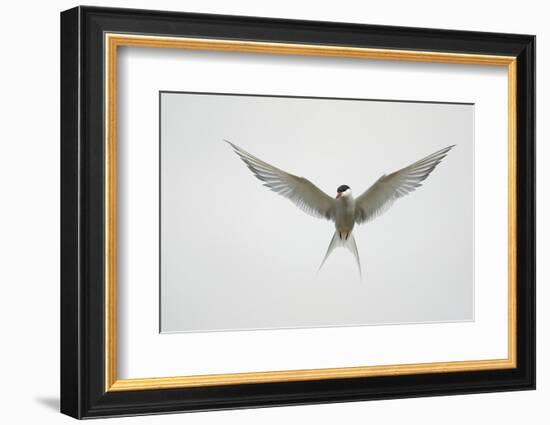 Arctic Tern Hovering in Flight-Arthur Morris-Framed Photographic Print