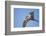 Arctic Tern, Hudson Bay, Canada-Paul Souders-Framed Photographic Print