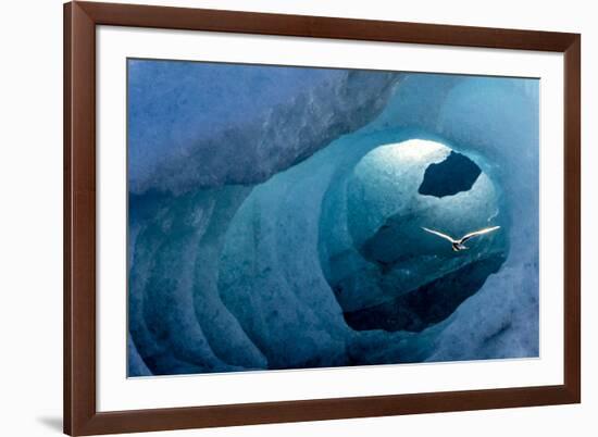 Arctic tern in an Ice Tunnel, Iceland-Art Wolfe-Framed Premium Photographic Print