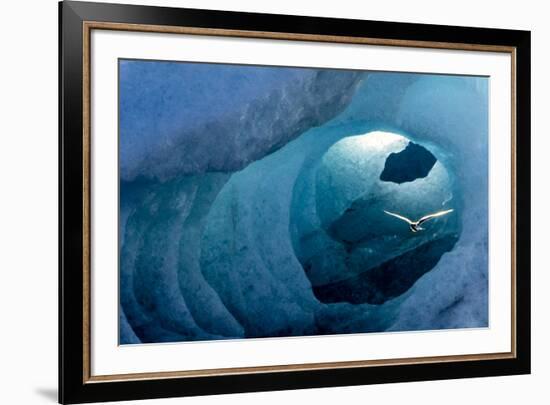 Arctic tern in an Ice Tunnel, Iceland-Art Wolfe-Framed Premium Photographic Print