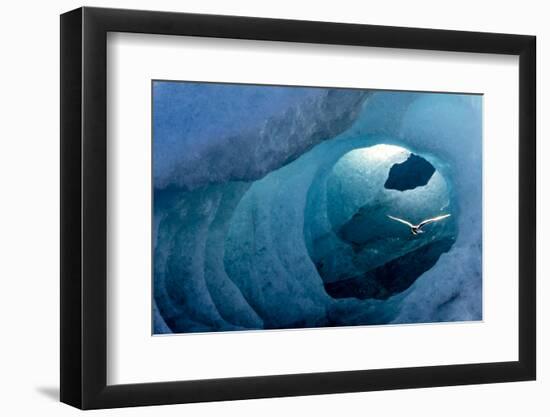 Arctic tern in an Ice Tunnel, Iceland-Art Wolfe-Framed Photographic Print