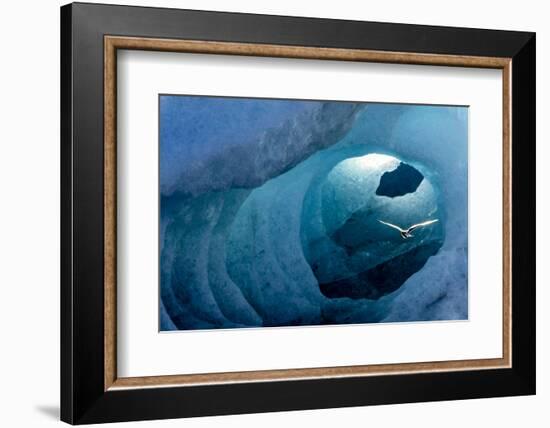 Arctic tern in an Ice Tunnel, Iceland-Art Wolfe-Framed Photographic Print