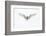 Arctic Tern in flight. Shetland Isles, Scotland, UK-Danny Green-Framed Photographic Print