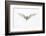 Arctic Tern in flight. Shetland Isles, Scotland, UK-Danny Green-Framed Photographic Print