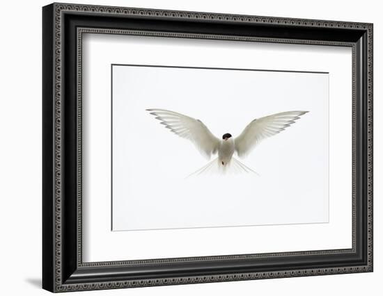 Arctic Tern in flight. Shetland Isles, Scotland, UK-Danny Green-Framed Photographic Print